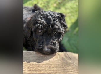 Goldendoodle F1b
