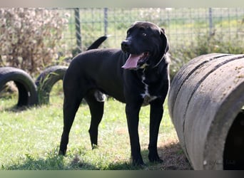 Ein neues Zuhause für den lieben Balu gesucht