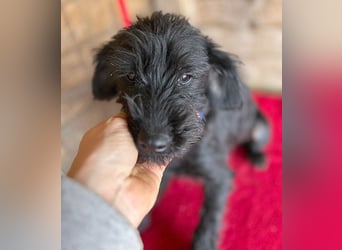❤️ zarter kleiner NEGRO - 6 Monate, 3cm/5,5kg - Schnauzer-Mix