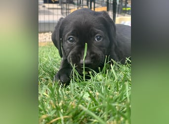 Reinrassige Labrador Welpen m.P. aus liebevoller Zucht