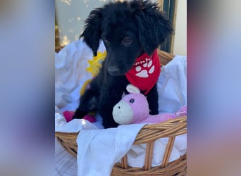 Bari LM - Zuhause gesucht – Neun kleine Hundekinder auf großer Mission