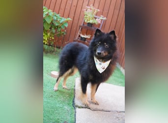 Theo SR – Schlauer Wirbelwind mit treuem Blick sucht aktives Zuhause