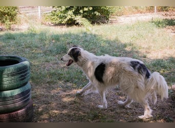 Chip 2233069: Sucht ein Zuhause