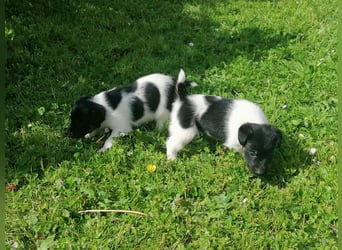 Foxterrier 