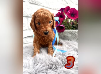 Wunderschöne Cockapoo/Cockerpoo Welpen
