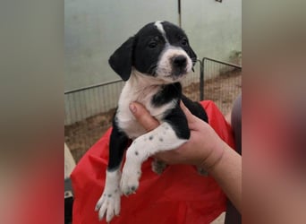 Wunderbare ♥♥ Wilma ♥♥ wartet bereits in 04157 Leipzig auf ihre Für-Immer-Menschen