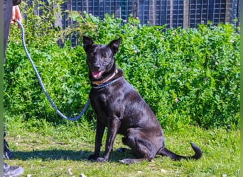 Faustino, Labrador-Mix - freundlich und sozial