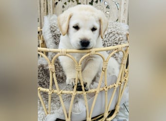 Traumhafte Labrador Retriever Welpen mit Ahnentafel-Abgabebereit-