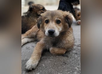 Fiete ❤️ verschmuster, offener Hundejunge