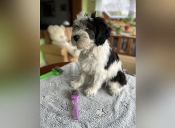 Polski Owczarek Nizinny - Polnischer Niederungs Hütehund -  PON