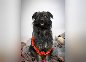 Wuscheliger Grey sucht seine Familie