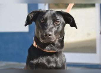 Rex, ein fröhlicher Wirbelwind auf der Suche nach aktiven Menschen
