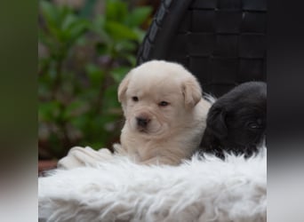 Wunderschöne Labrador Welpen sind noch frei!