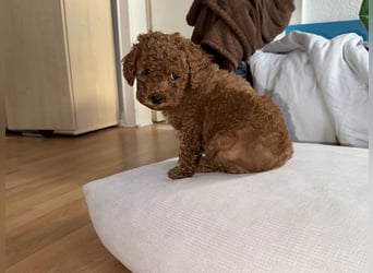 Pudel! Wundervolle Welpen suchen bald ein liebevolles Zuhause!
