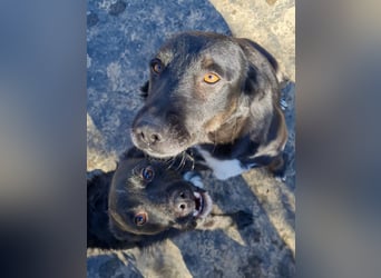 Verspielter ELVIS- sucht Zuhause für immer
