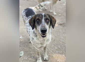 Nonga, geb. ca. 06/2023, lebt in GRIECHENLAND, im städt. Tierheim Serres