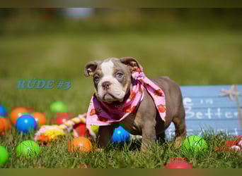 Reinrassige Freiatmende Englische Bulldogge Welpen auf Familiensuche