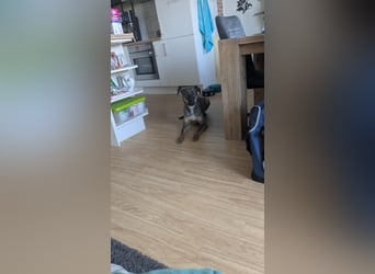 Buddy❤️ - sanfter Kerl mit dem großen Herz sucht seine Menschen