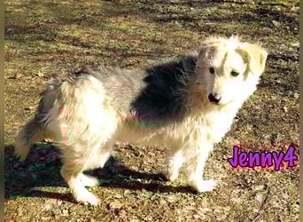 Jenny4 geb. 01/2018 - bezaubernde und super liebe, kleine Wuschelhündin!