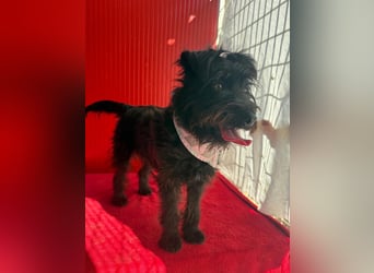 Candy, Schnauzer-Mix, Hündin, geb. am 20.07.2024, 36 cm, 10 kg