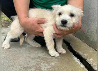 Snoopy, geboren 01.05.2025, 23cm sucht sein Körbchen