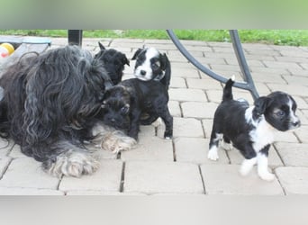 Kirsei-Kra Tibet Terrier Welpen ( VDH / ILT )