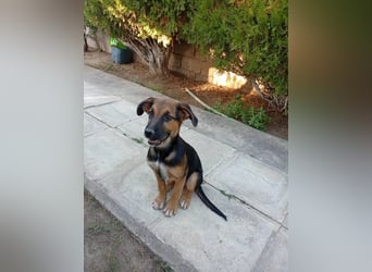 Junghündin ABBY sucht ihr Für-immer-Zuhause