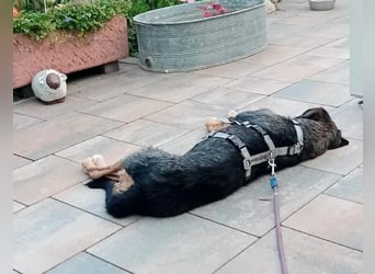 MIA - fantastische Hundedame auf Pflegestelle!