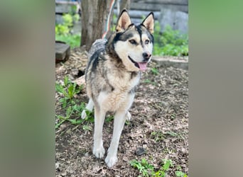 TESSA- sucht erfahrene Hundehalter