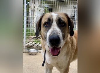 Ruhiger und gelassener Junghund WILLY (2 Jahre) sucht eine Familie