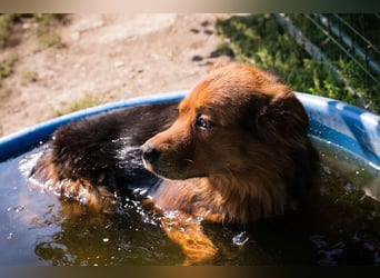 Milo – Harte Schale, weicher Kern