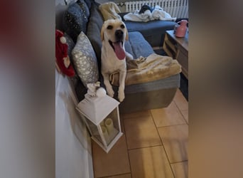 Labrador Welpe (Hündin) sucht ihr Traumzuhause