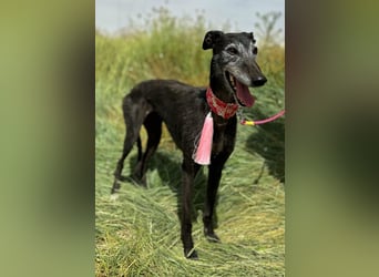 Giria - ängstliche Galga sucht