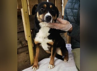 Franjo sucht warmes & liebevolles Zuhause