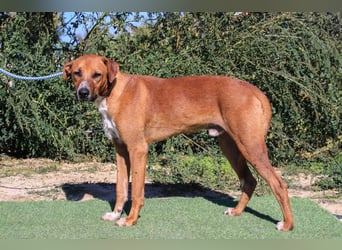 Arthur, Mix Labrador / Podengo