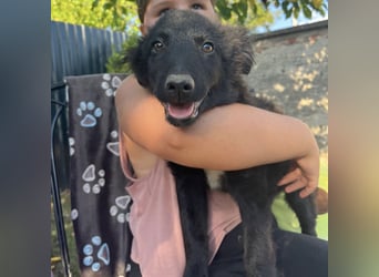 Dobri ein kleiner Spatz