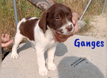 Ganges geb. 03/2025 (ESP) - zuckersüßer Labrador-Mix Welpe!