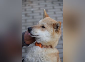 Bailey - freundliche, ruhige Hündin mit offenem Wesen