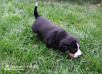 Entlebucher Sennenhund Welpen