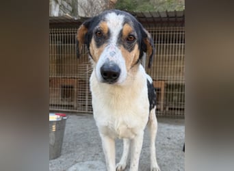 Dino ❤️ aufgeweckter, lieber Traumhund
