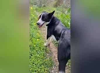 Baloo sucht ein liebevolles Zuhause