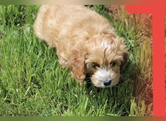 Cockapoo bereit zum Lieben!  - Schenken Sie sich selbst bedingungslose Liebe –