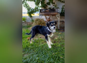 Carmen,geb.03/25,hübsches Hundemädel sucht ihre Familie