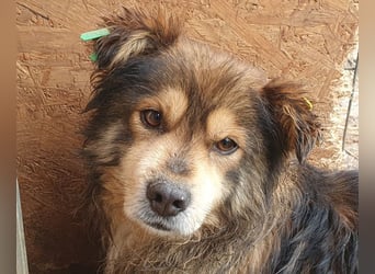 ♥MARLEY♥ wunderschöner, noch etwas zurückhaltender, viel zu dünner Rüde mit längerem Fell 41 cm