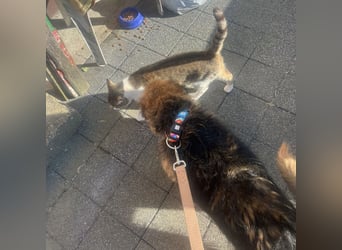 Peppo ein absoluter Schatz
