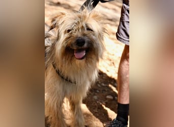 Daisy – zarte Hundeseele auf der Suche nach Geborgenheit