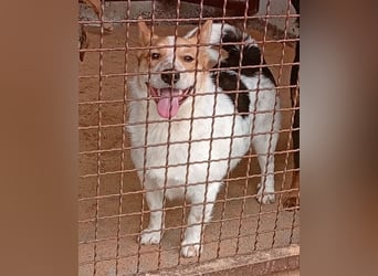 ❤️ süßer kleiner Stenz PABLO - 3 Jahre, 30cm - Corgi-Jack-Russel-Mix