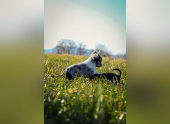 Chihuahuawelpen