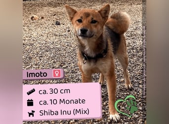 Imoto