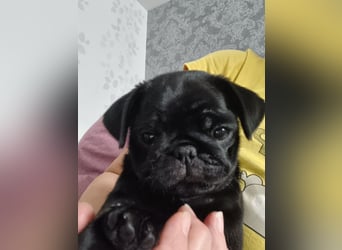 Mops welpen ab sofort Abgabe bereit.